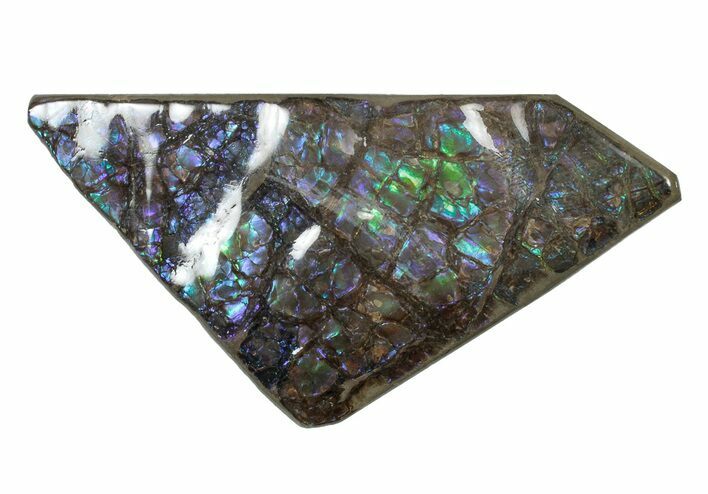 Flashy Ammolite (Fossil Ammonite Shell) - Blues & Greens #301629